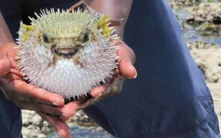 Balon balığı avcıları 13 milyon lira kazandı