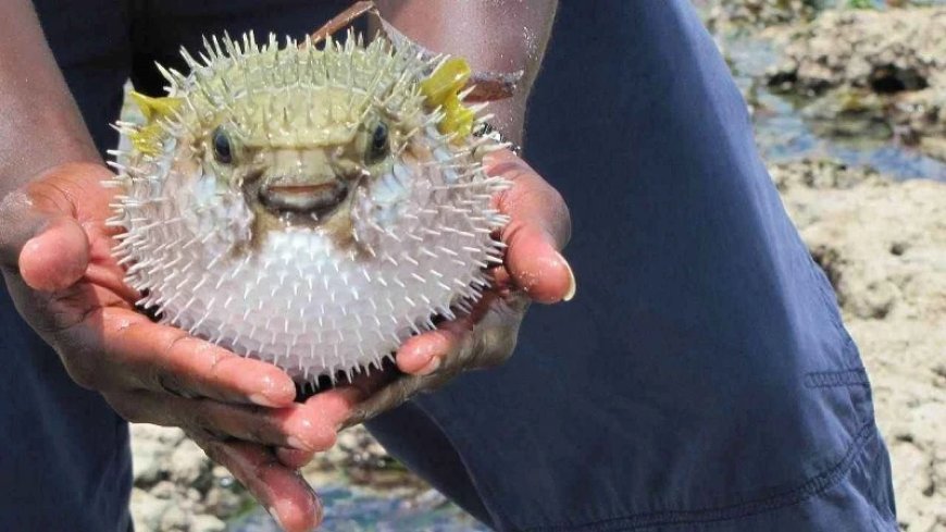 Balon balığı avcıları 13 milyon lira kazandı