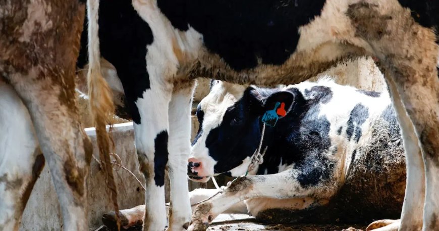 İnek elektrik akımına kapılarak öldü, köylüler trafolara saldırdı