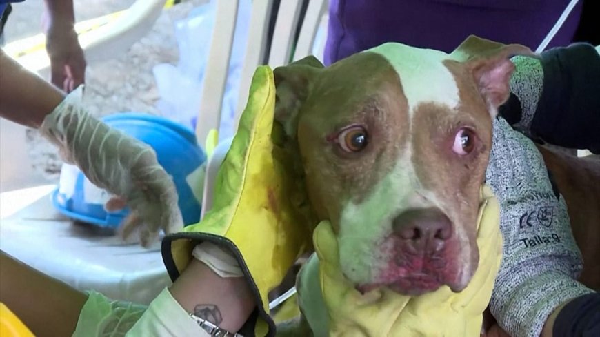 Kolombiya'da deprem enkazından bir köpek sağ kurtarıldı