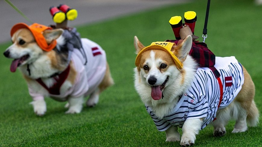 Vilnius’ta 150 corgi şampiyonluk için yarıştı: 2026’nın kazananı 'GG'