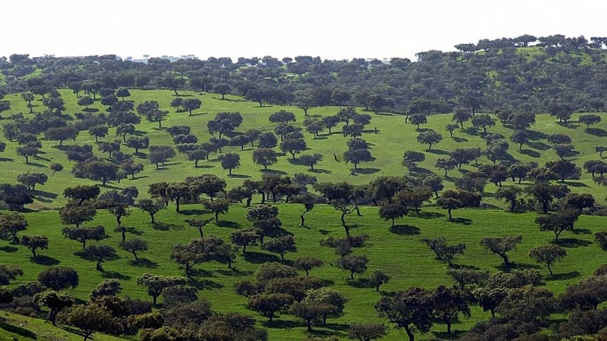 Portekiz’in binlerce yıllık zeytin ağaçları zamana nasıl direniyor?